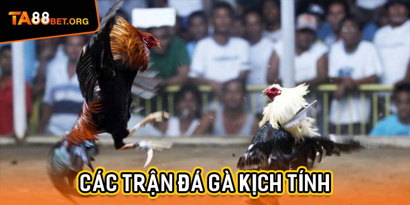 Đá Gà Cựa Dao - Cuộc Đối Đầu Của Những Chiến Kê Thực Thụ 2 Huấn luyện chiến kê dũng mãnh trong trận các trận đá gà kịch tính