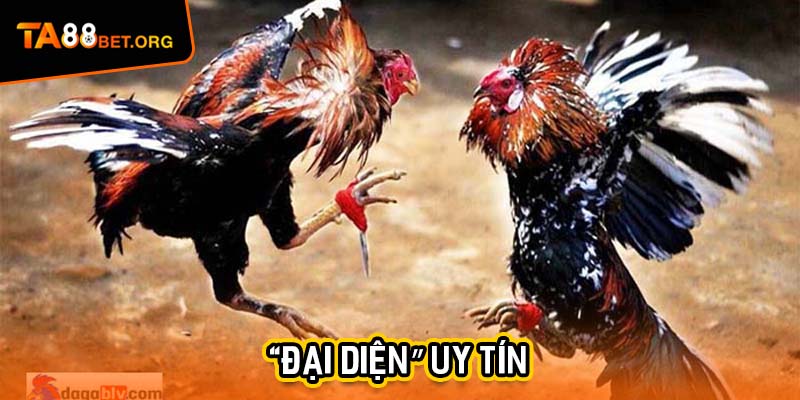 Đá Gà Thomo TA88 - Cuộc Cạnh Tranh Nảy Lửa Trên Sân 3 "Đại diện” uy tín dành riêng cho khách hàng