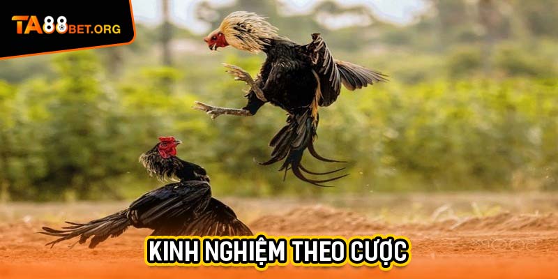 Đá Gà C1 - Thưởng Thức Hàng Loạt Cuộc Chiến Nảy Lửa 3 Kinh nghiệm theo cược chọi kê C1
