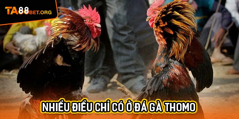 Đá Gà Thomo TA88 - Cuộc Cạnh Tranh Nảy Lửa Trên Sân 1 Tìm hiểu nhiều điều chỉ có ở đá gà Thomo