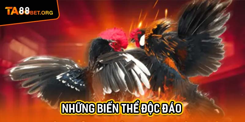 Đá Gà C3 Dậy Sóng - 3 Cuộc Chiến Ở TA88 Không Khoan Nhượng 2 Những biến thể độc đáo nào của đá gà C3 mà ít người biết đến