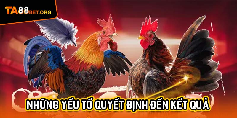 Đá Gà C3 Dậy Sóng - 3 Cuộc Chiến Ở TA88 Không Khoan Nhượng 3 Những yếu tố quyết định đến kết quả của một trận đá gà C3