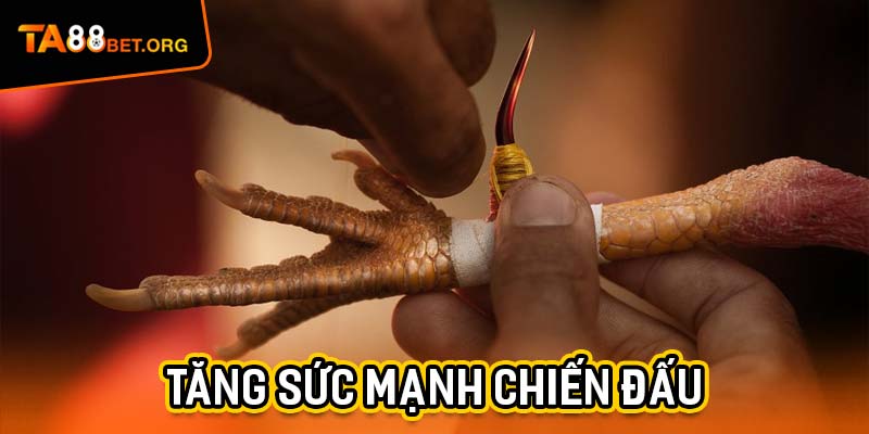 Đá Gà Cựa Dao - Cuộc Đối Đầu Của Những Chiến Kê Thực Thụ 3 Cùng chăm sóc gà đá để giúp nó tăng sức mạnh chiến đấu