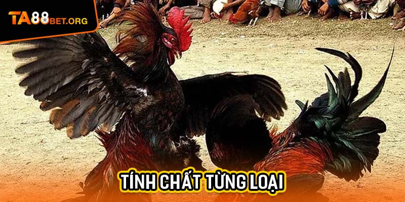 Đá Gà Thomo TA88 - Cuộc Cạnh Tranh Nảy Lửa Trên Sân 2 Hiểu rõ tính chất từng loại để lựa chọn cược đá gà Thomo