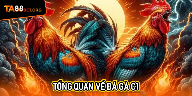 Đá Gà C1 - Thưởng Thức Hàng Loạt Cuộc Chiến Nảy Lửa 1 Tổng quan về đá gà C1
