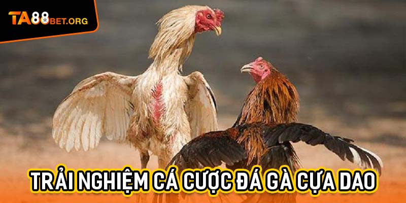 Đá Gà Cựa Dao - Cuộc Đối Đầu Của Những Chiến Kê Thực Thụ 1 Trải nghiệm cá cược đá gà cựa dao đầy gay cấn và máu lửa